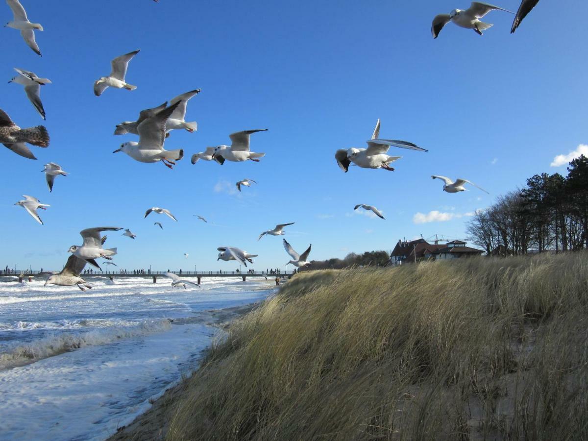 Premium-Lodge Im Der Suedschwede ... Dein Gaestehaus Mitten In Zingst Bagian luar foto